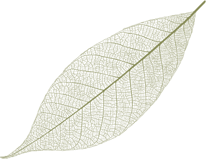hoja
